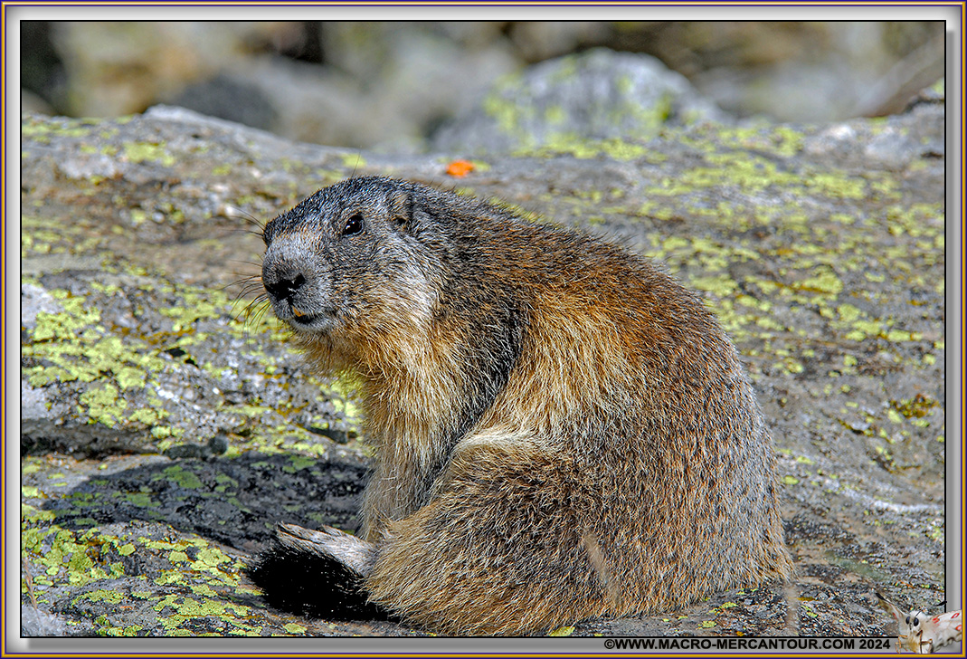 MARMOTTES